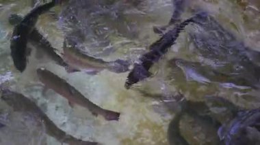 Balık çiftliğindeki bir gölde yüzen alabalıklar, su ürünleri, balık üretimi ve sürdürülebilir tarım uygulamalarını ön plana çıkarıyor..