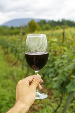 Bir el, bir bardak kırmızı şarabı güneşli bir üzüm bağının manzaralı zemininde tutuyor. Bu canlı yaz sahnesi kırsal kesimde şarap kültürünün zarafetini ve eğlencesini yansıtıyor. Mükemmel.