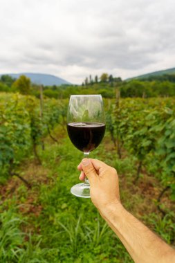 Üzüm bağında el ele tutuşan kırmızı şarap kadehi. Yüksek kalite fotoğraf