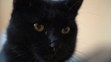 Meraklı Kedi Yüzünün Sevimli Yakın Çekimi. Yüksek kaliteli FullHD görüntüler