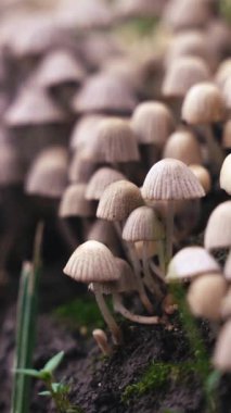 Yaz ormanında orman mantar kümesi. Nemli topraktan yetişen yoğun bir vahşi mantar kümesi doğal büyümeyi, orman ekolojisini ve orman yaşamının gizli güzelliğini simgeliyor..