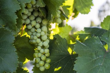 Üzüm bağında yetişen yeşil üzüm kümesinin yakın plan fotoğrafı. Güneş ışığıyla yıkanmış. Görüntü üzümlerin tazeliğini ve zenginliğini, şarap yapımını ve tarımı sembolize ediyor.