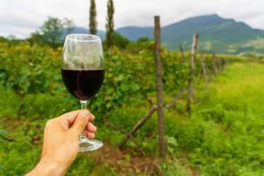 Üzüm bağında el ele tutuşan kırmızı şarap kadehi. Yüksek kalite fotoğraf