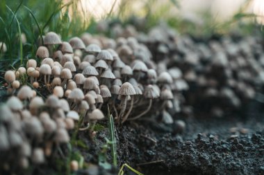 Yaz ormanında orman mantar kümesi. Nemli topraktan yetişen yoğun bir vahşi mantar kümesi doğal büyümeyi, orman ekolojisini ve orman yaşamının gizli güzelliğini simgeliyor..