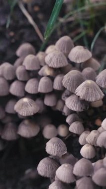 Yaz ormanında orman mantar kümesi. Nemli topraktan yetişen yoğun bir vahşi mantar kümesi doğal büyümeyi, orman ekolojisini ve orman yaşamının gizli güzelliğini simgeliyor..