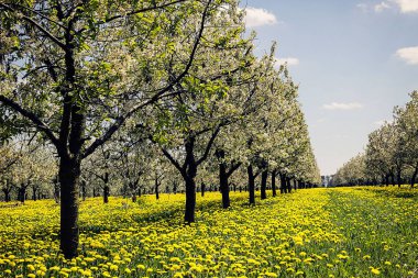 Vişne Bahçesi karahindiba gökyüzü ağaçlar çiçek Ukrayna Cherkassy region ritim 