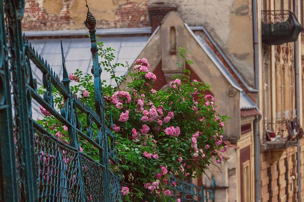 pink tea rose grows in the streets of the old city