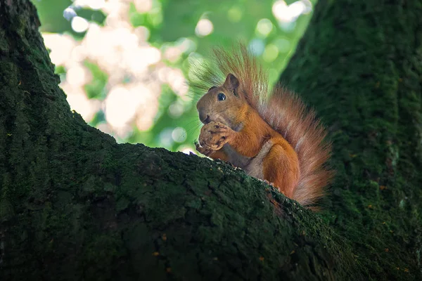 Turuncu bir sincap ağaç parkta fıstıklı oturur