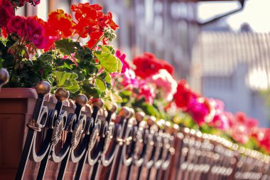 pembe Sardunya bir tencereye sokakta yetişir. 