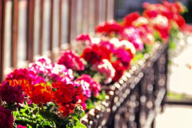 pembe Sardunya bir tencereye sokakta yetişir. 