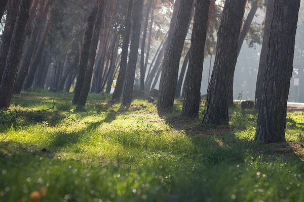 Autumn Fog Forest Green Grass Shedows Sun — Stock Photo, Image