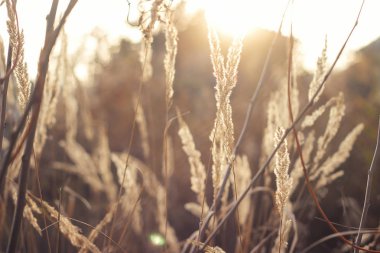 Arka ışık güzel sopa. Gün batımı. İyi akşamlar. Arka plan