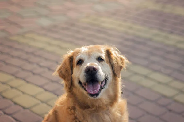 A good dog is walking on the street. Golden Retriever