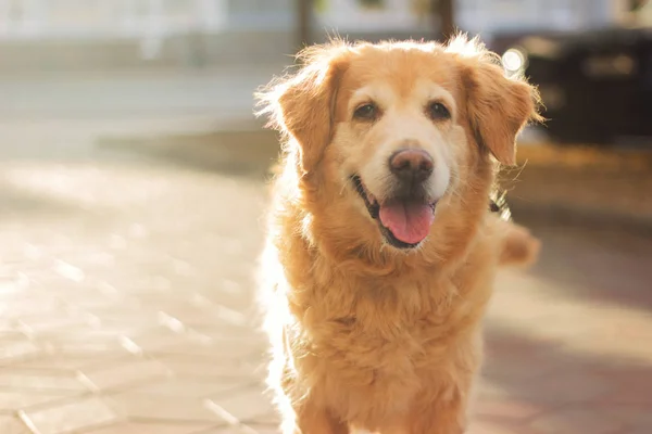 A good dog is walking on the street. Golden Retriever