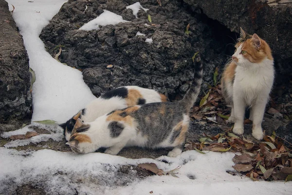 Chatte Avec Deux Chatons Mangeant Dans Une Feuille Neige Hiver — Photo
