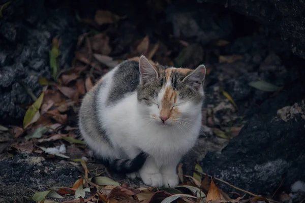 Een Kleine Driekleurige Kitty Zittend Een Blad Sneeuw Met Haar — Stockfoto