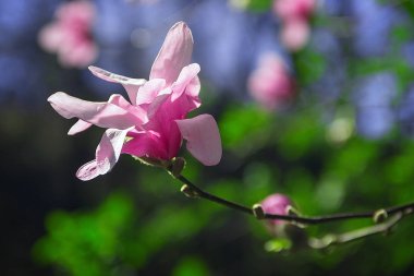 Gökyüzünün arka planındaki bir ağaçta manolya kırmızısı. Ukrayna'ya seyahat. Dışarıda yürümek. Parkta hafta sonu.