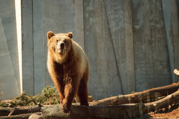 big brown bear in Cherkasy zoo. the nature of ukraine spring look. conservation of nature. animal protection. the wild nature. fauna.