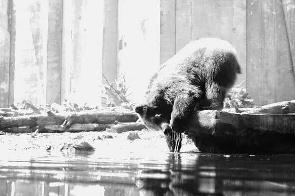 체르카시 동물원에서 우크라이나 모양의 자연의 야생의 동물군 — 스톡 사진