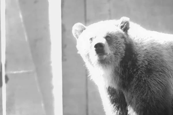 Duży Brązowy Niedźwiedź Cherkasy Zoo Charakter Wiosny Ukrainy Wygląd Ochrony — Zdjęcie stockowe