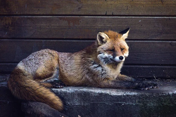 Hike to the zoo. Fox is lying. Fox in a cage. Preservation of nature. Cherkasy Zoo. Photo of nature. Protection of Nature. Day in nature.