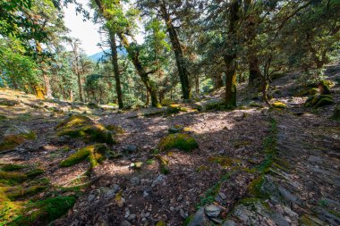 Himalayalar'da Ağaç Ormanı Yürüyüşü - Khaliya Top Munsiyari, Uttarakhand -