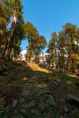 Himalayalar'da Ağaç Ormanı Yürüyüşü - Khaliya Top Munsiyari, Uttarakhand -