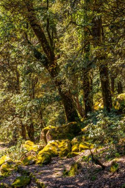 Himalayalar'da Ağaç Ormanı Yürüyüşü - Khaliya Top Munsiyari, Uttarakhand -
