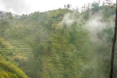 Nainital Yakınlarındaki Dağlarda Sis, Uttarakhand, Hindistan-