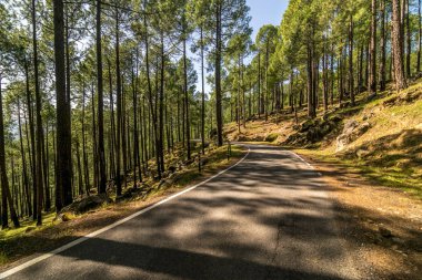 Himalayalar'da Çamağaç Orman Boş Yol - Sankri Aralığı, Uttrakhand