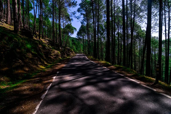 Leere Straße Kiefernwald Himalaya Sankri Range Uttrakhand — Stockfoto