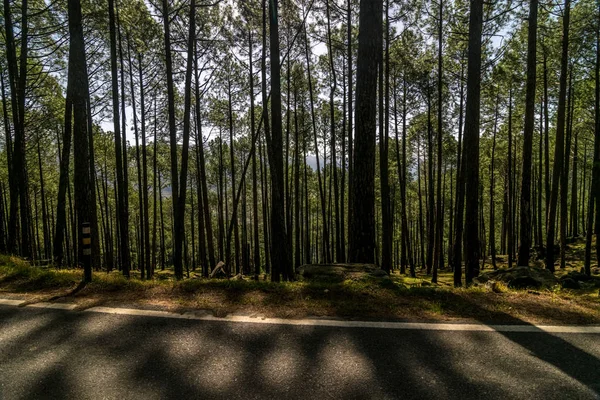 Estrada Vazia Floresta Pinheiros Himalaia Sankri Range Uttrakhand — Fotografia de Stock