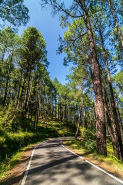 Himalayalar'da Çamağaç Orman Boş Yol - Sankri Aralığı, Uttrakhand