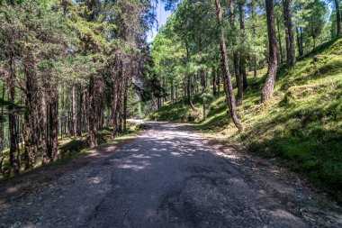 Himalayalar'da Çamağaç Orman Boş Yol - Sankri Aralığı, Uttrakhand