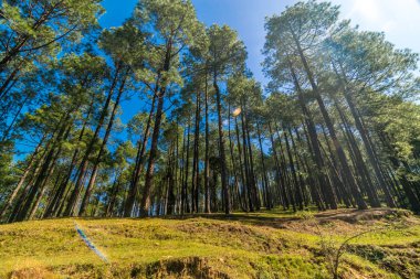 Himalayalar'daki Çamağaç Ormanı, Uttarakhand