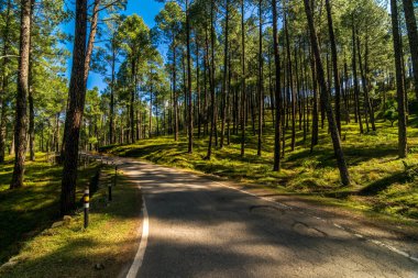 Himalayalar'da Çamağaç Orman Boş Yol - Sankri Aralığı, Uttrakhand