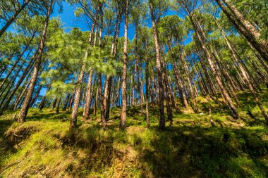 Himalayalar'daki Çamağaç Ormanı, Uttarakhand