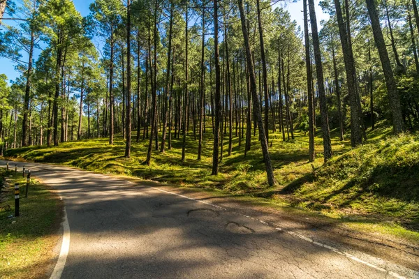 Empty Road Pines Tree Forest Himalayas Sankri Range Uttrakhand — Stock Photo, Image