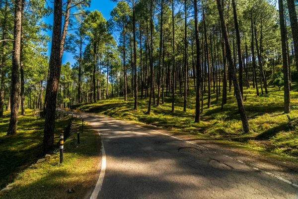 Порожня Дорога Лісових Лісах Дерев Гімалаях Sankri Діапазон Utтрактор — стокове фото