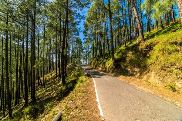 Empty Road Pines Tree Forest Himalayas Sankri Range Uttrakhand — Stock Photo, Image