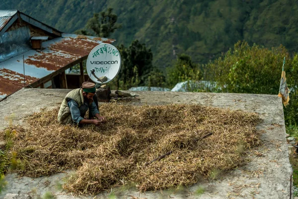 Sankri Range, Uttrakhand, Hindistan - 7 Ekim 2018 : Himalayalar'da Çalışan Çiftçinin Fotoğrafı