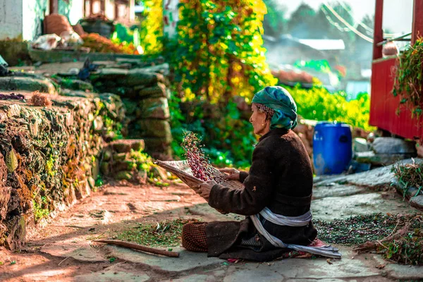 Sankri Range Uttrakhand India October 2018 Portrait Working Old Woman — Stock Photo, Image