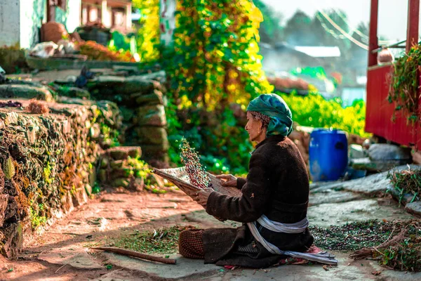 桑卡里山脉 乌特拉汉德 2018年10月7日 喜马拉雅山工作老太太的照片 — 图库照片