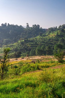 Bageshwar Stepping Farm - Himalaya fotoğrafı