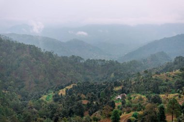 Bach Kande Forest fotoğrafı - Almora, Uttarakhand
