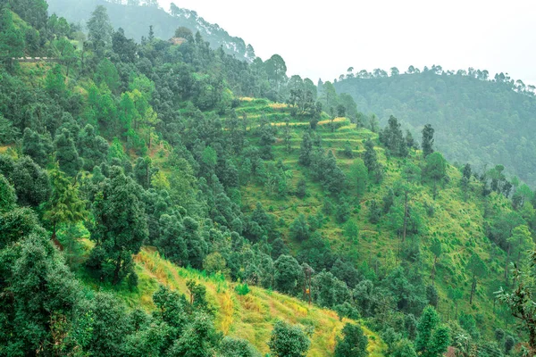 Photo Forest Bach Kande Almora Uttarakhand — Stock Photo, Image