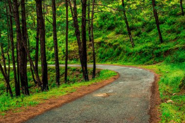 Bach Kande Çam Ağacı Ormanı Yollar - Almora, Uttarakhand