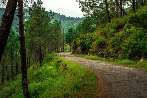 Roads Pine Tree Forest Bach Kande Almora Uttarakhand — Stock Photo, Image