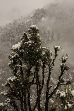 Kış manzarası. Karda ağaç ve kuru ot bitkileri. Bulanık arka planda kar kaplanmış dağ sırası.