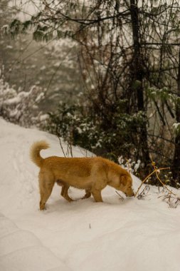 Hint Köpek çalışan ve doğada karda oynuyor